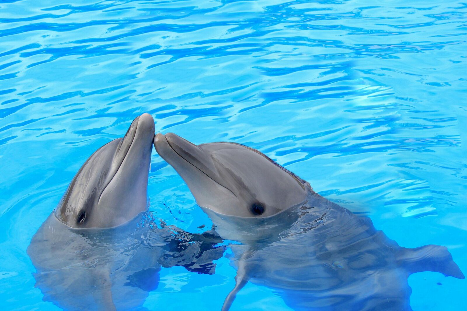 How Do Dolphins Communicate? Can Humans Speak Dolphin? | Cabo Adventures